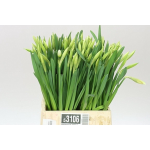 Narcissus En Snow Heaven