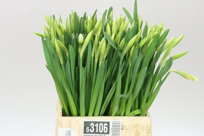 <h4>Narcissus En Snow Heaven</h4>