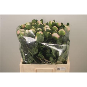 Paeo L Col Owen Cousin