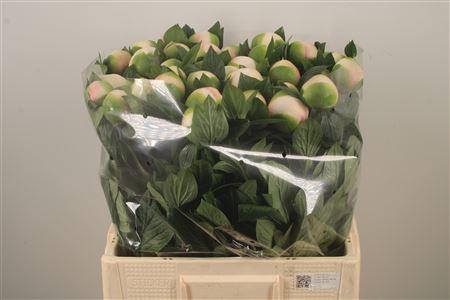 <h4>Paeo L Col Owen Cousin</h4>