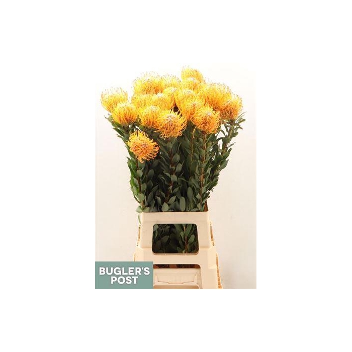 <h4>Leuco Ayoba Sun</h4>