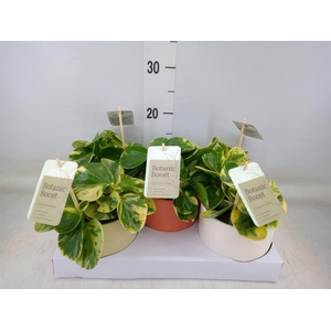 Peperomia obt. 'Obtipan'