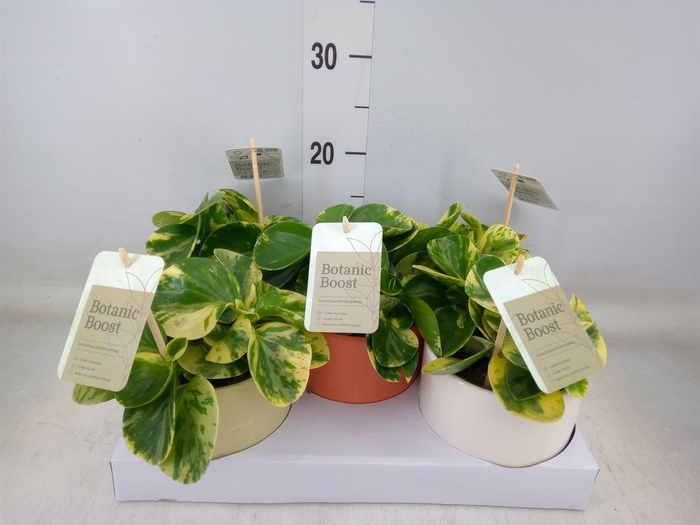 <h4>Peperomia obt. 'Obtipan'</h4>