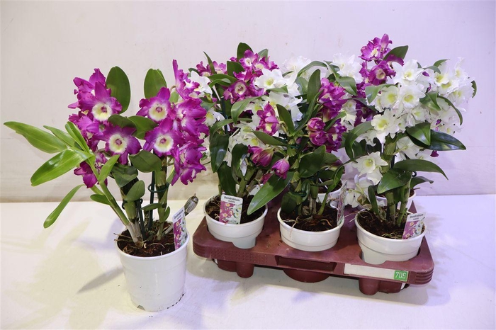 <h4>arr8 Dend Nobile</h4>