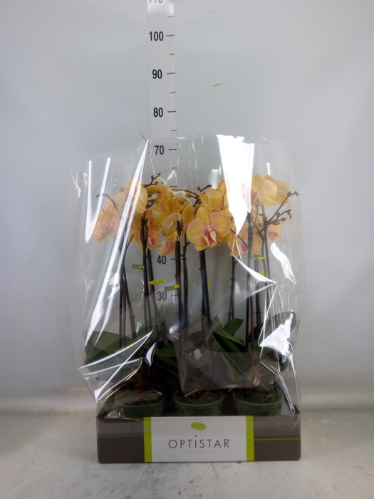 <h4>Phalaenopsis   ...yellow</h4>