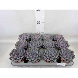 Echeveria  'Orion'