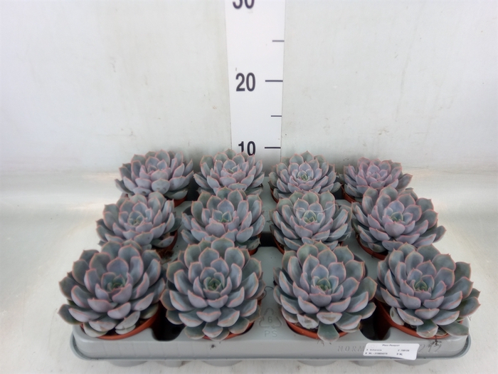 <h4>Echeveria  'Orion'</h4>