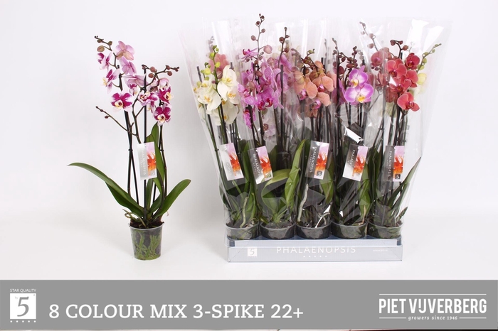 <h4>PHAL GEM 8 KL</h4>