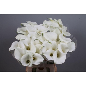 Zantedeschia captain ventura