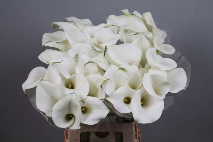 <h4>Zantedeschia captain ventura</h4>