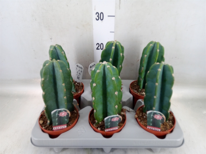 <h4>Cereus   ...</h4>