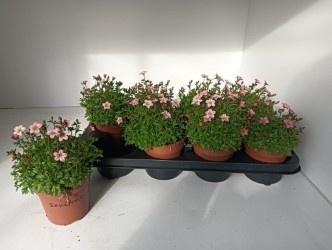 Saxif Ar Alp Rose