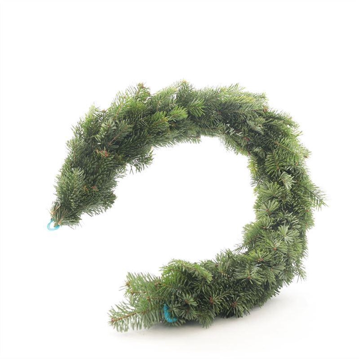 <h4>Guirl. Nordmann</h4>