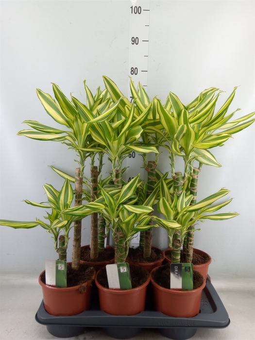 <h4>Dracaena frag. 'Yellow Coast'</h4>