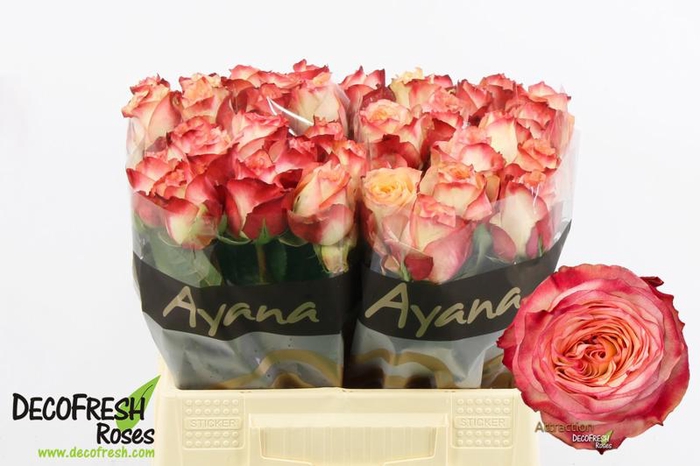 <h4>R Gr Attraction Extra Ayana</h4>