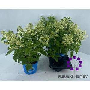 HYDR PA BLOOM CUMULU