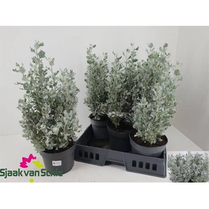 ATRI NU SILVER HOLLY