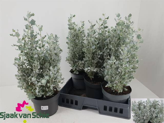 <h4>ATRI NU SILVER HOLLY</h4>