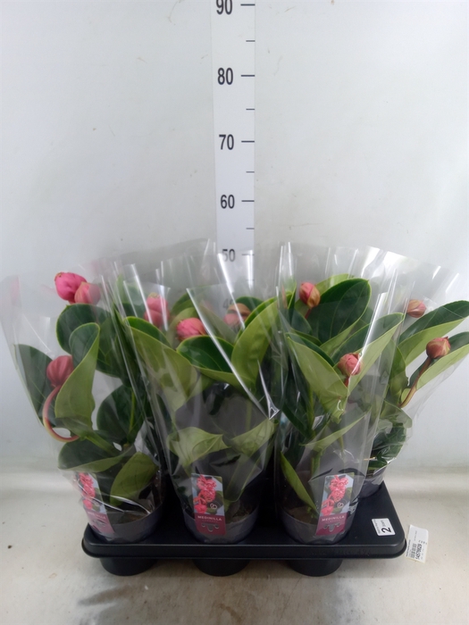 <h4>Medinilla magnifica 'Lambada'</h4>