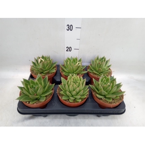 Echeveria  'Miranda'