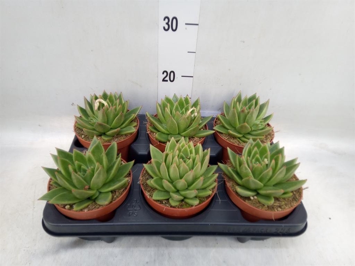 <h4>Echeveria  'Miranda'</h4>