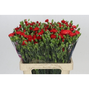 Dianthus Sp Symply Love