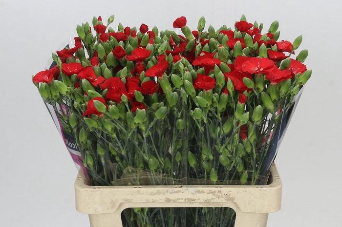 <h4>Dianthus Sp Symply Love</h4>