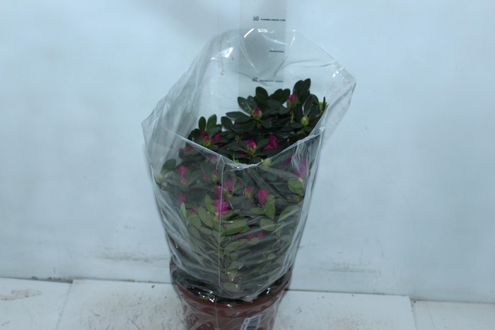 <h4>AZALEIA P20</h4>