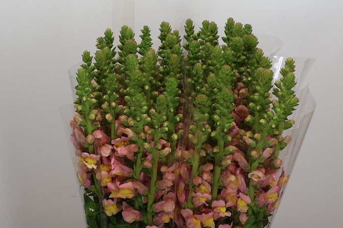 <h4>Antir It Salmon</h4>