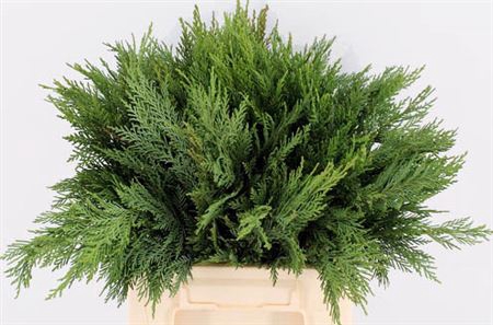 <h4>Conifeer Groen (snij)</h4>