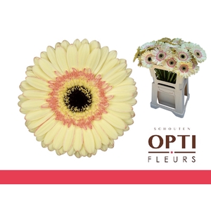 Gerbera Cartizze Water