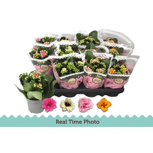 KAL GE GEM TWEEKL BL