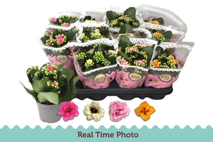 <h4>KAL GE GEM TWEEKL BL</h4>