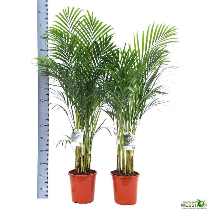 DYPSIS LUTESCENS