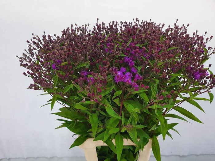 <h4>VERNONIA CRINITA</h4>