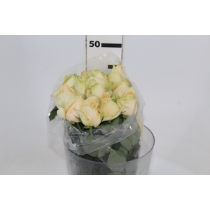ROSA PEACH AVALANCHE 040 CM ESTUFA