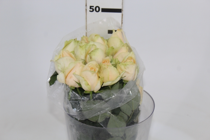 <h4>ROSA PEACH AVALANCHE 040 CM ESTUFA</h4>