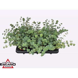 Sedum sieboldii Mediovariegatum