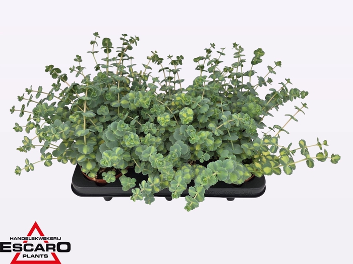 <h4>Sedum sieboldii Mediovariegatum</h4>