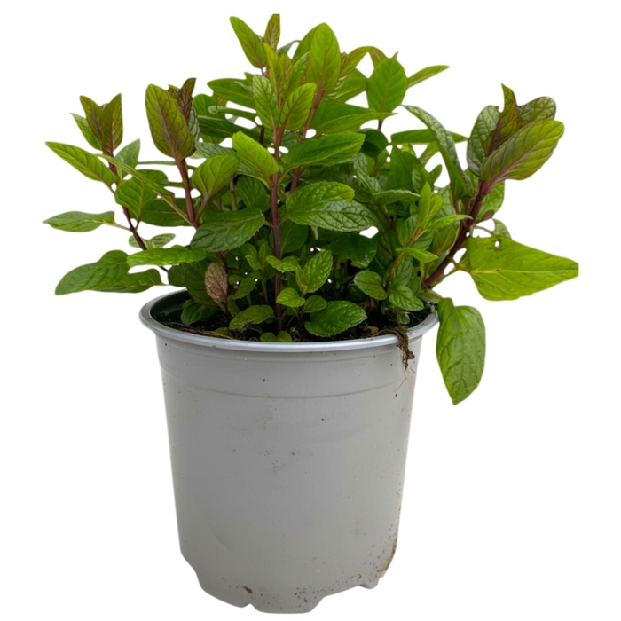 <h4>MENT SPICATA</h4>