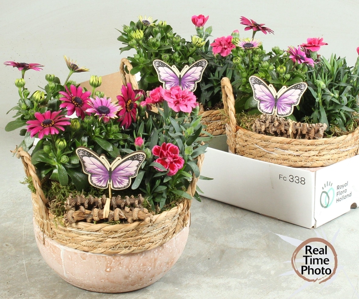 <h4>ARR TUINPLANTEN</h4>