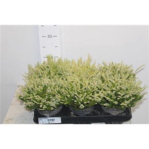 Callu Bl Anouk