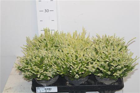 <h4>Callu Bl Anouk</h4>