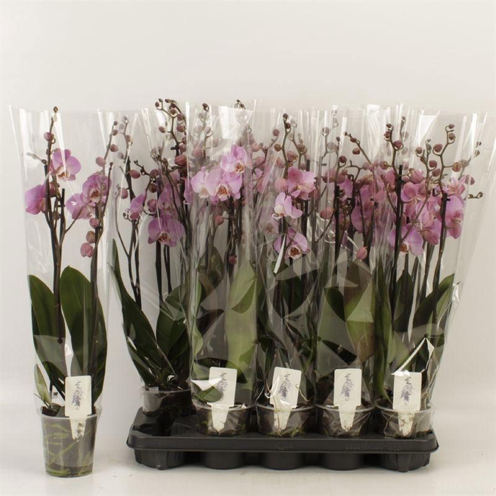 <h4>PHAL AN MILWAUKEE</h4>