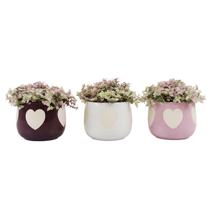 <h4>CALLISIA REPENS p9</h4>