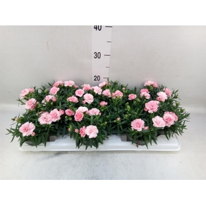 Dianthus  'Oscar Pink'