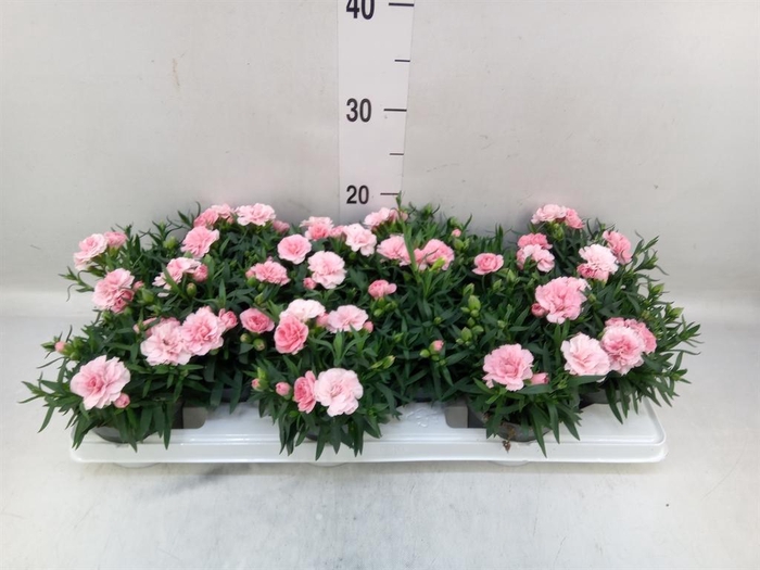 <h4>Dianthus  'Oscar Pink'</h4>