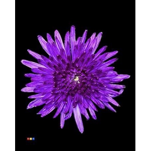 Chr G Topspin Violet
