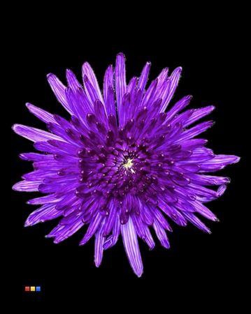 <h4>Chr G Topspin Violet</h4>