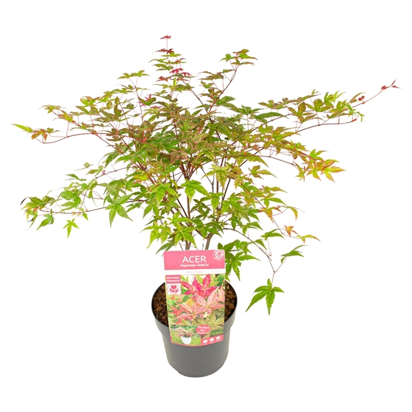 <h4>Acer palm. 'Beni-maiko'</h4>